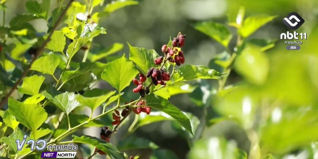 พระแม่เจ้าของชาวไทย : จากต้นหม่อนทรงปลูก สู่การส่งเสริมทอผ้า