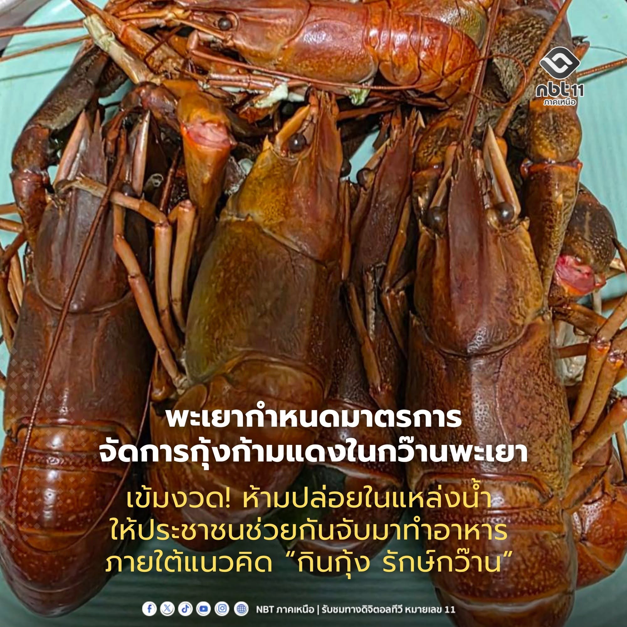 จังหวัดพะเยากำหนดมาตรการจัดการกุ้งก้ามแดงในพื้นที่กว๊านพะเยา เข้มงวดกฎหมายห้ามปล่อยในแหล่งน้ำและให้ประชาชนช่วยกันจับมาทำอาหารภายใต้แนวคิด &ldquo;กินกุ้ง รักษ์กว๊าน&rdquo;